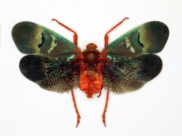Unusual insect malachite tone scamandra castanea isolated.\
fulgora. collection insects. entomology