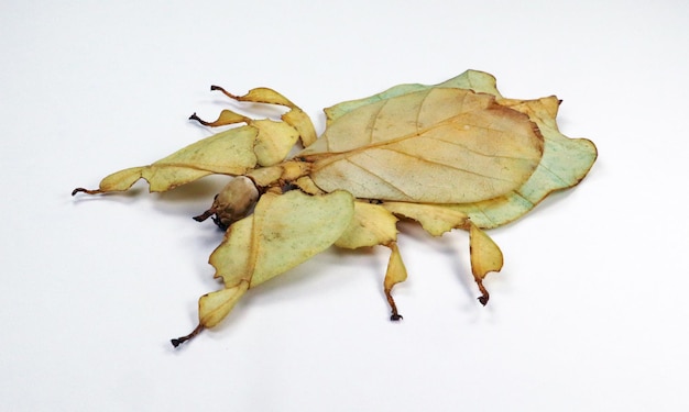 Photo unusual leaf insect isolated on white. phyllium pulchrifolium close up macro. collection insects,