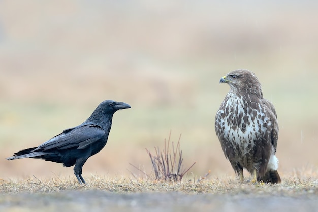 Unusual meeting of a buzzard and a crow on the ground