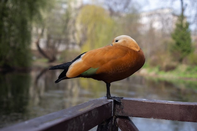 Unusual Orange Duck Ogar near the pond in Moscow Russia