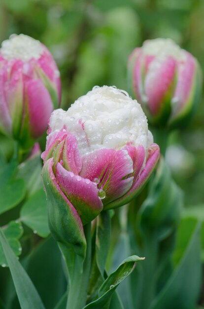 写真 珍しいピンクと白のアイスクリームチューリップ