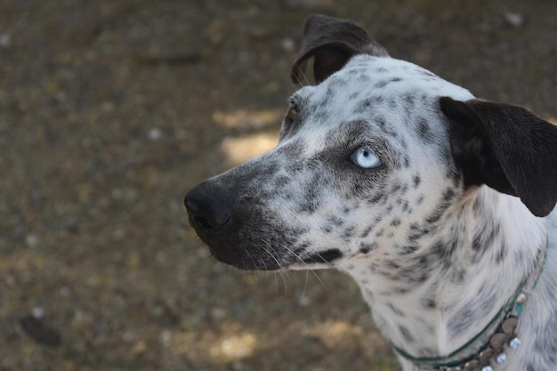 Unusual and rare blue and brown eye on a cunucu dog.