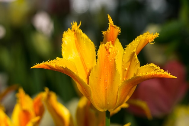 An unusually shaped bud of a yellow tulip