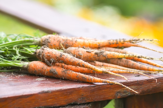 Unwashed vegetables. A bunch of fresh carrots outdoors.