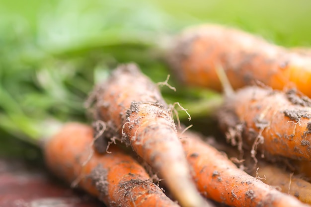 Unwashed vegetables. A bunch of fresh carrots outdoors.