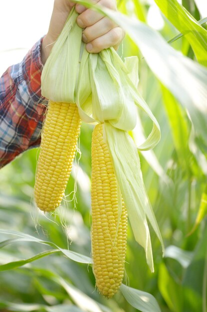 Unwrapped organic corn cobs in his farmer's hands Harvest care concept