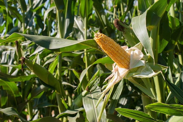 Unwrapped yellow corn cob surrounded with green leaves