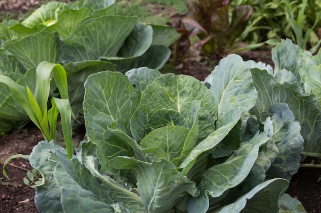 Up close organic cabbage grown in the family garden