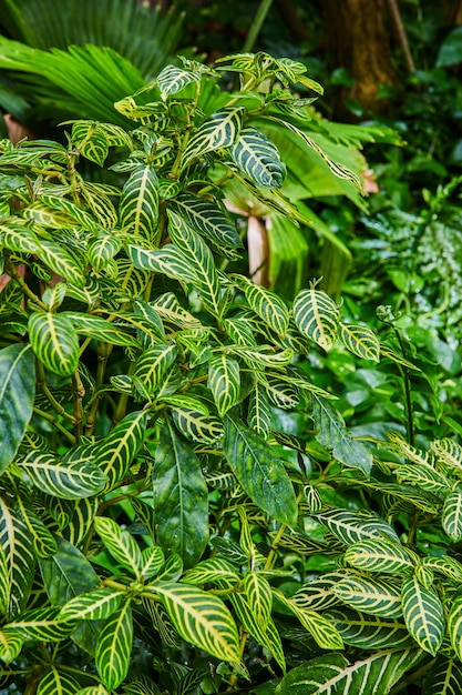 Photo up close on rainforest ground plants with stripped leaves