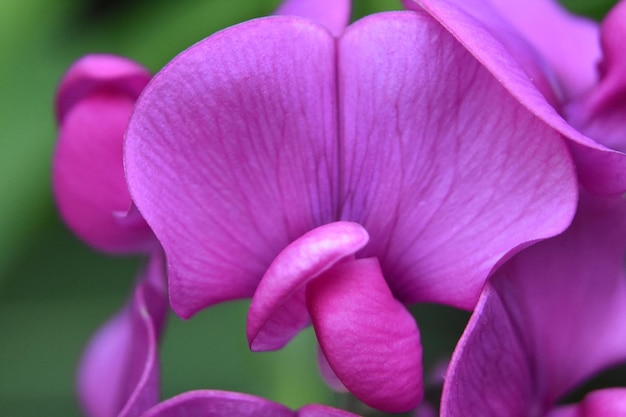 Photo up close with a gorgeous hot pink sweet pea blossom