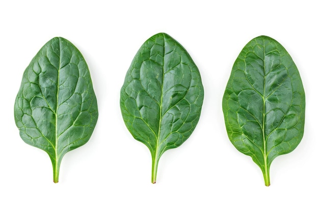 Up High and Fresh Spinach Leaves with Edible Raw Plant Isolated Greens with Greener