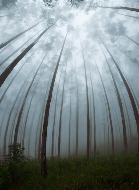 Вид на крону тропических деревьев в туманную погоду