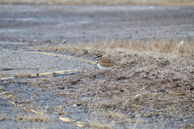 Upclose with a killdeer