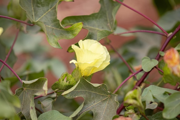 写真 gossypium hirsutum 種の高地綿植物