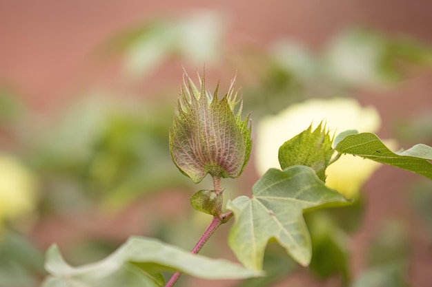 写真 gossypium hirsutum 種の高地綿植物