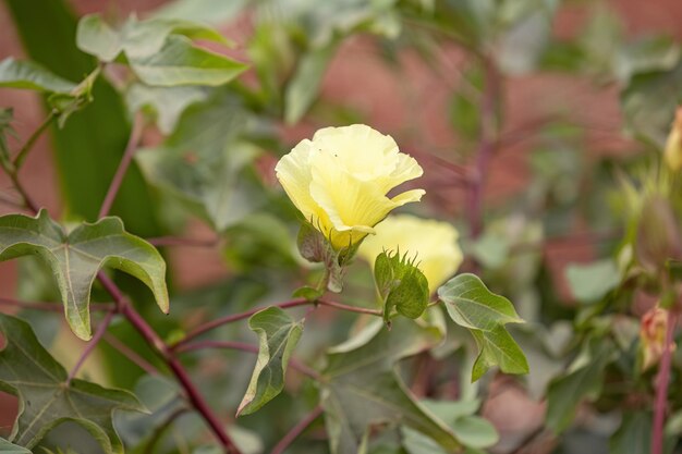 Высокогорный хлопчатник вида Gossypium hirsutum.