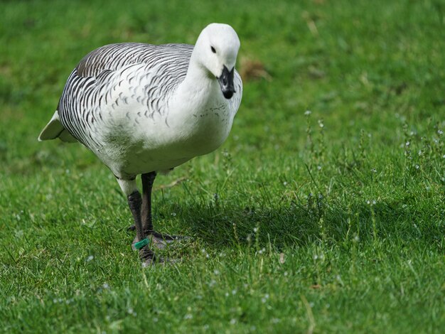 Upland goose