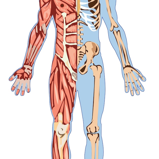 上半身の構造 人間の骨格解剖学が白い背景に分離されています