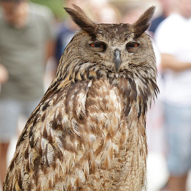 Upper body of an real owl bubo bubo