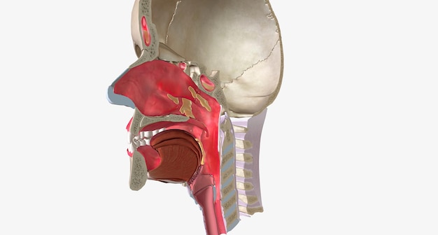 Upper respiratory infections URIs are common conditions caused by a viral infection of the respiratory tissue