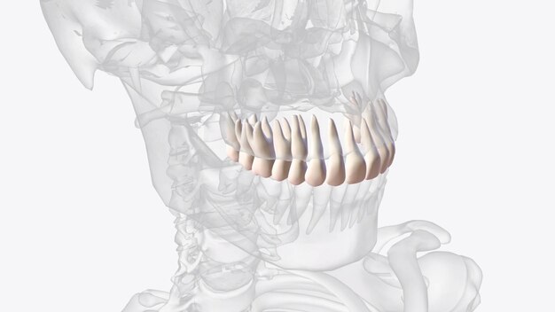 Photo the upper teeth formed along the maxillary jawbone