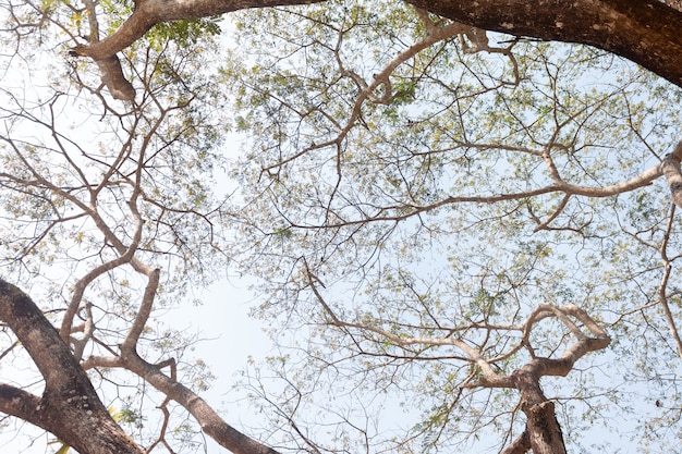 Upper view under big tree in day time