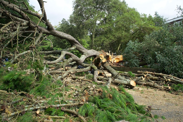 Uprooted Tree Cut in Pieces Photo