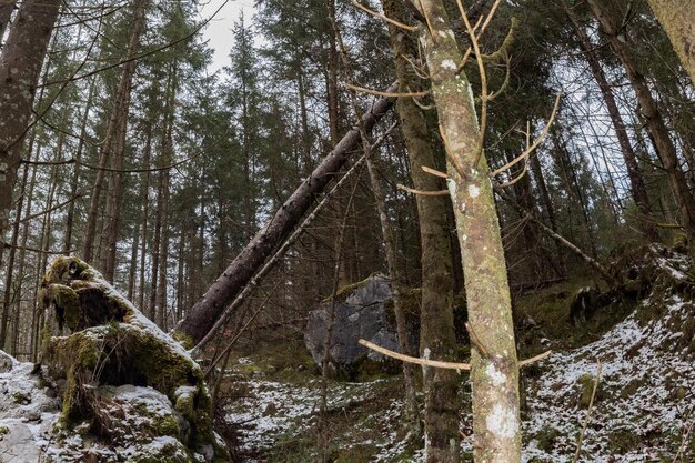 Uprooted tree in forest in winter