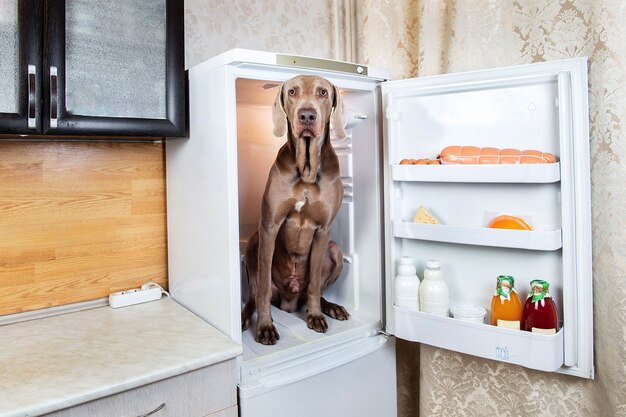 冷蔵庫の中のキッチンに座ってカメラを見ている動揺ワイマラナー雄犬