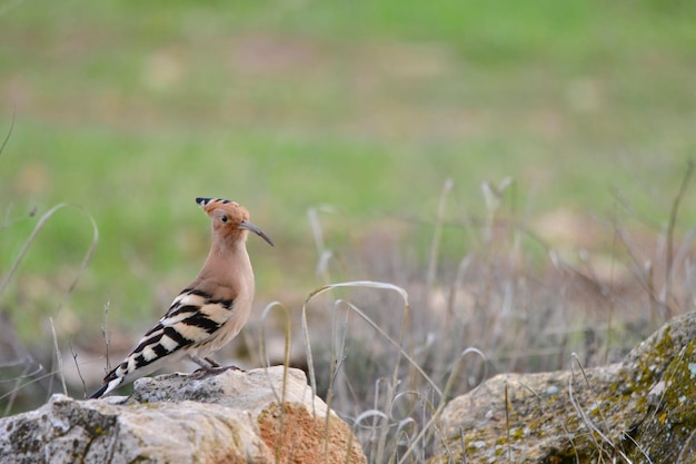 Upupa epops de hop is een bucerotiforme vogel uit de familie upupidae