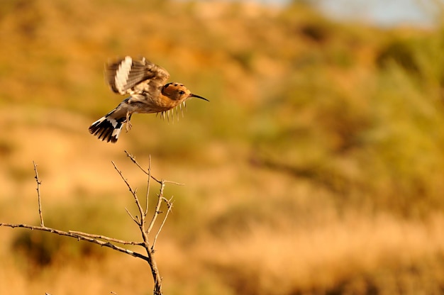 Upupa epops de hop is een bucerotiforme vogel uit de familie upupidae