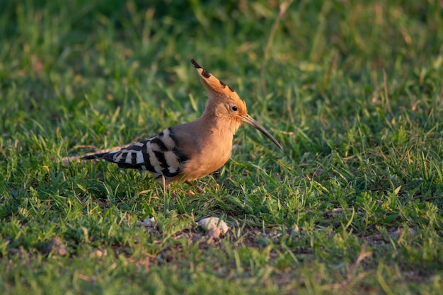 Photo upupa epops the hoopoe is a species of bucerotiform bird in the family upupidae