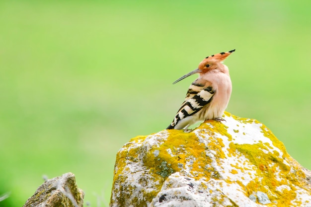 Photo upupa epops  the hoopoe is a species of bucerotiform bird in the upupidae family