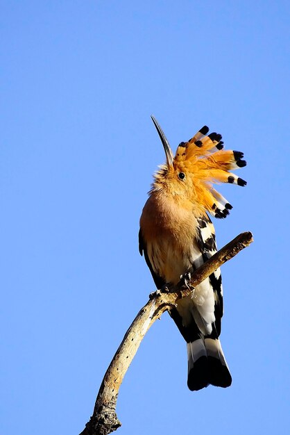 Upupa epops Удод - вид буцеротипных птиц семейства upupidae.