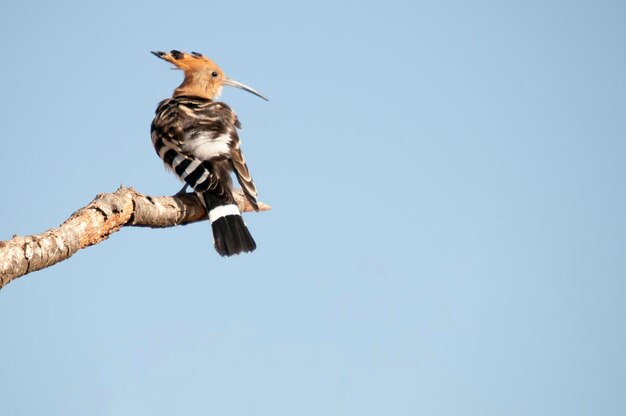 Upupa epops the hoopoe는 upupidae 가족에 있는 bucerotiform 새의 종입니다