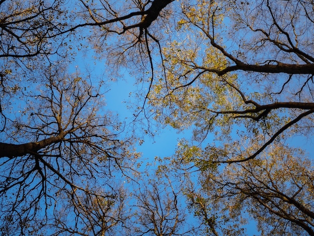 Upward view of autumn trees in the blue sky on a sunny day