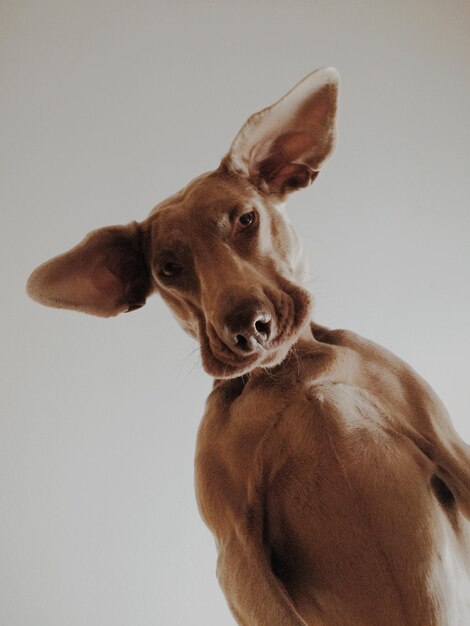 Photo upward view of cute dog on grey background