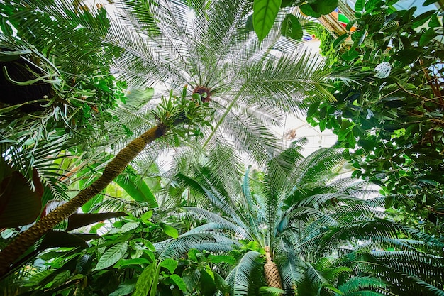 写真 花の保育園内の木の上向きの景色