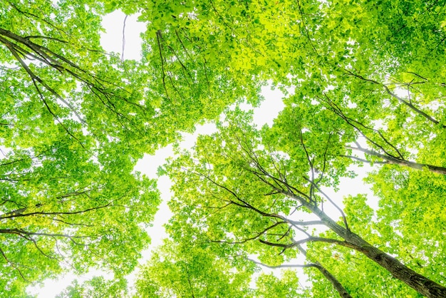 Foto punto di vista verso l'alto all'interno di una foresta di latifoglie le foglie sono di un verde lussureggiante