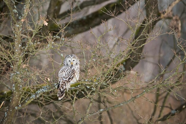 Ural owl resting on tree in woodland winter nature