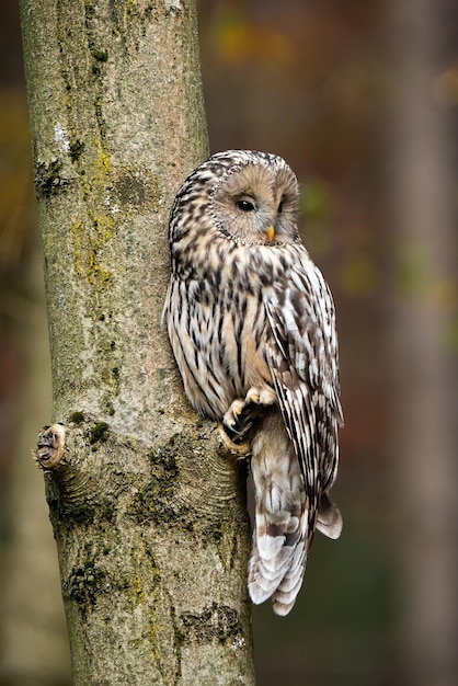 ural owl strix uralensis sitting on a tree in forest