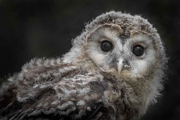 Ural owl