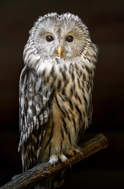 Ural owl