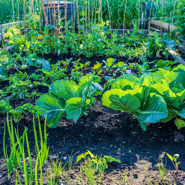 Urban community garden with fresh green plants growing local food