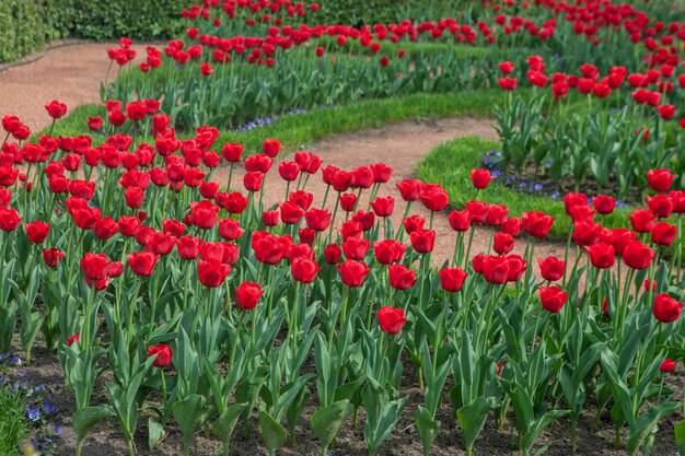 심은 튤립 꽃과 도시 화 단입니다. 화창한 날에 붉은 꽃의 투시도