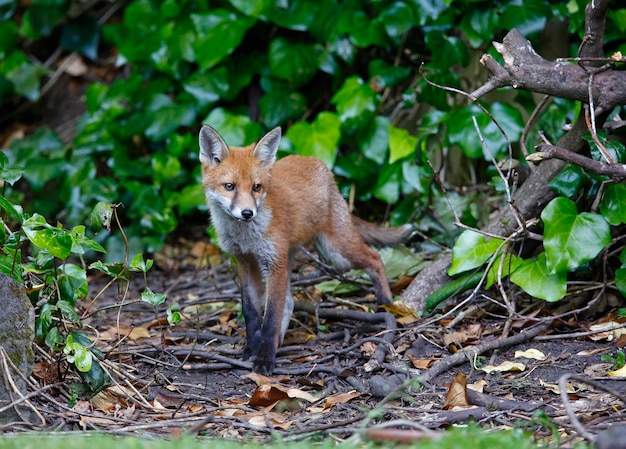 Cucciolo di volpe urbana che esplora nel giardino vicino alla loro tana