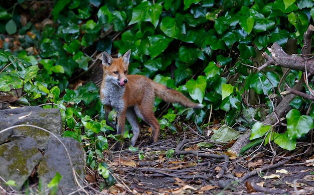 Urban fox cub exploring in the garden near their den