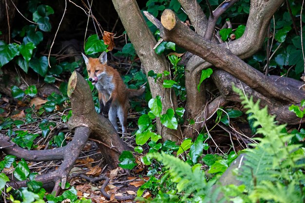 Urban fox cub exploring in the garden near their den