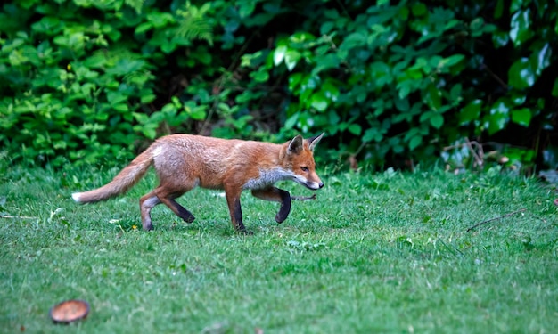 Urban fox cub exploring the garden