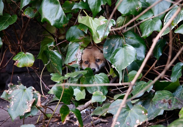 Foto cuccioli di volpe urbana che escono dalla loro tana per esplorare il giardino